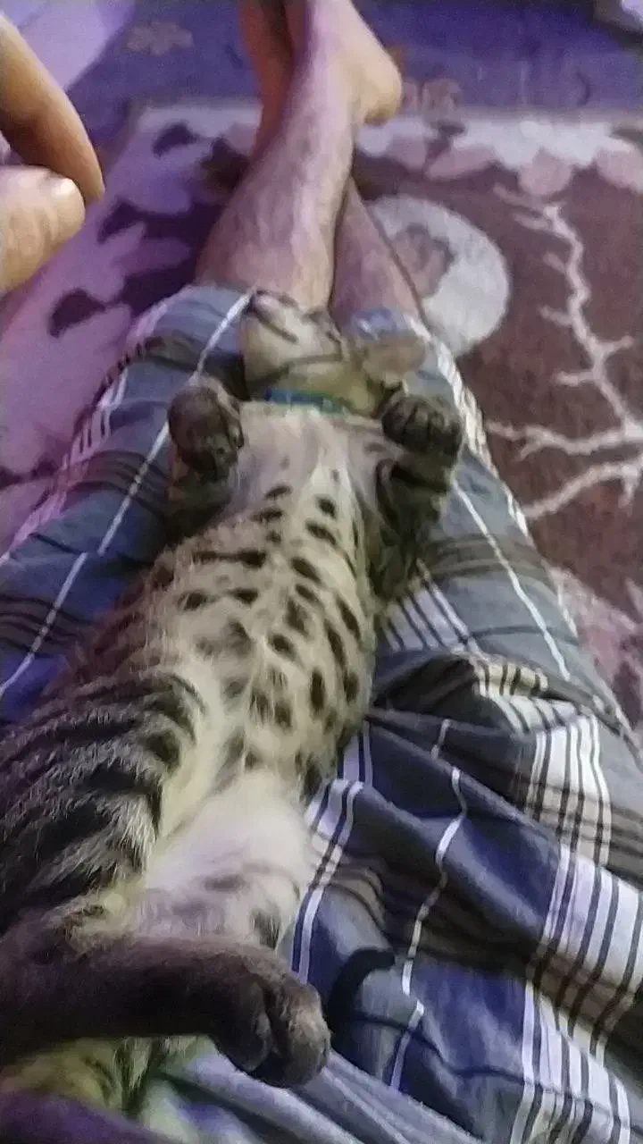 واگذاری گربه فوری|گربه|تهران, کیانشهر|دیوار