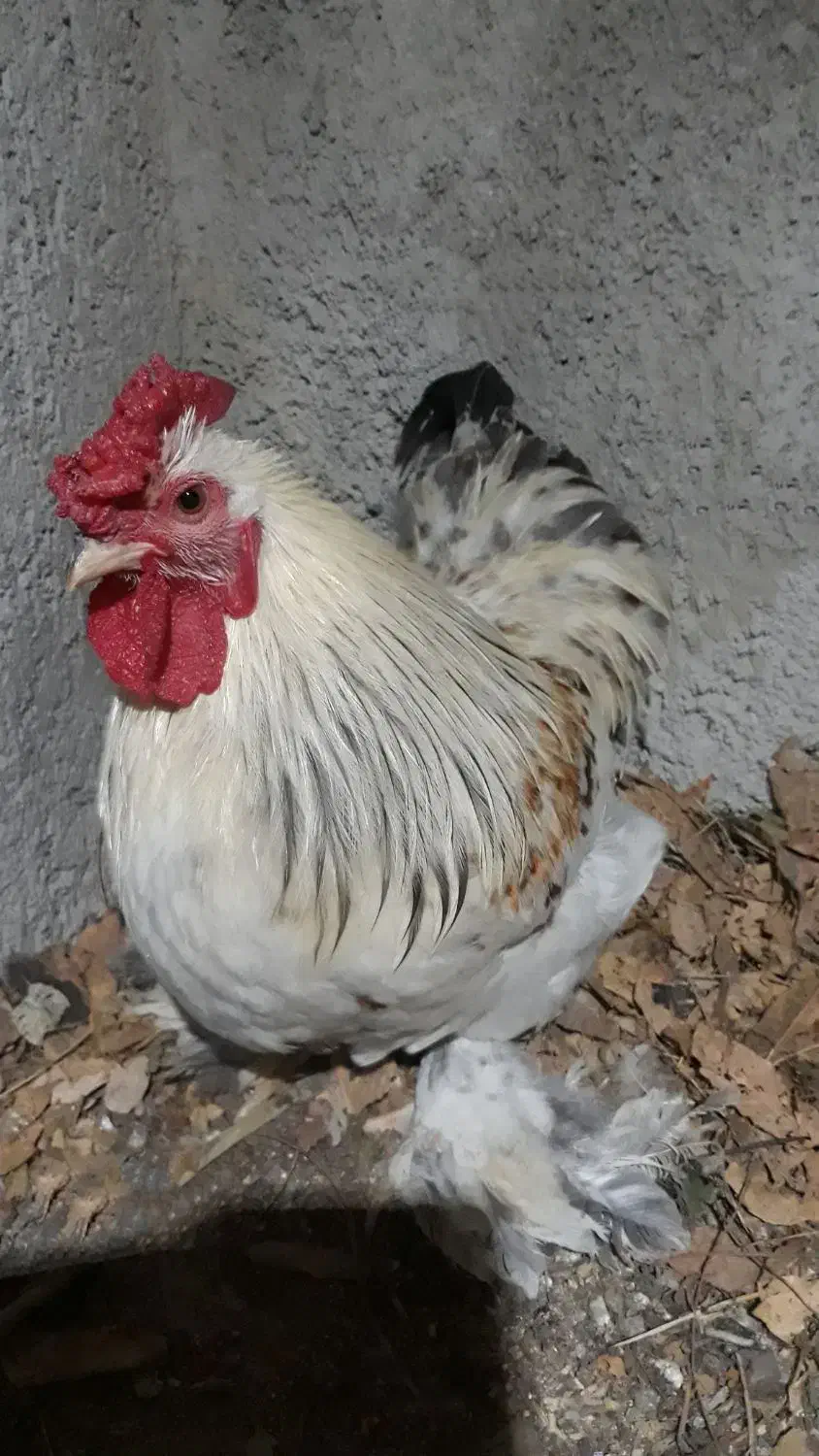 خروس کوشین وخروس امریگایی|حیوانات مزرعه|قائمشهر, |دیوار