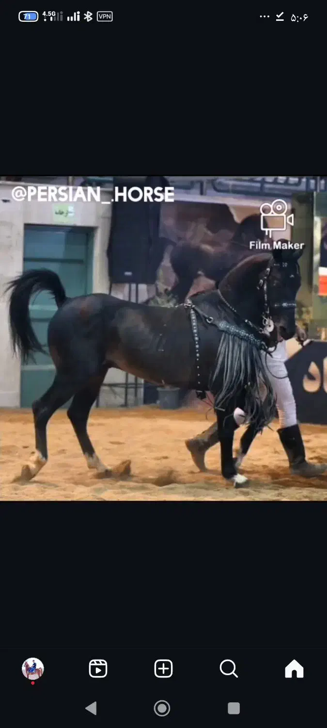 کره مادیون 26ماهه کره هارای|اسب و تجهیزات اسبسواری|ساوه, |دیوار