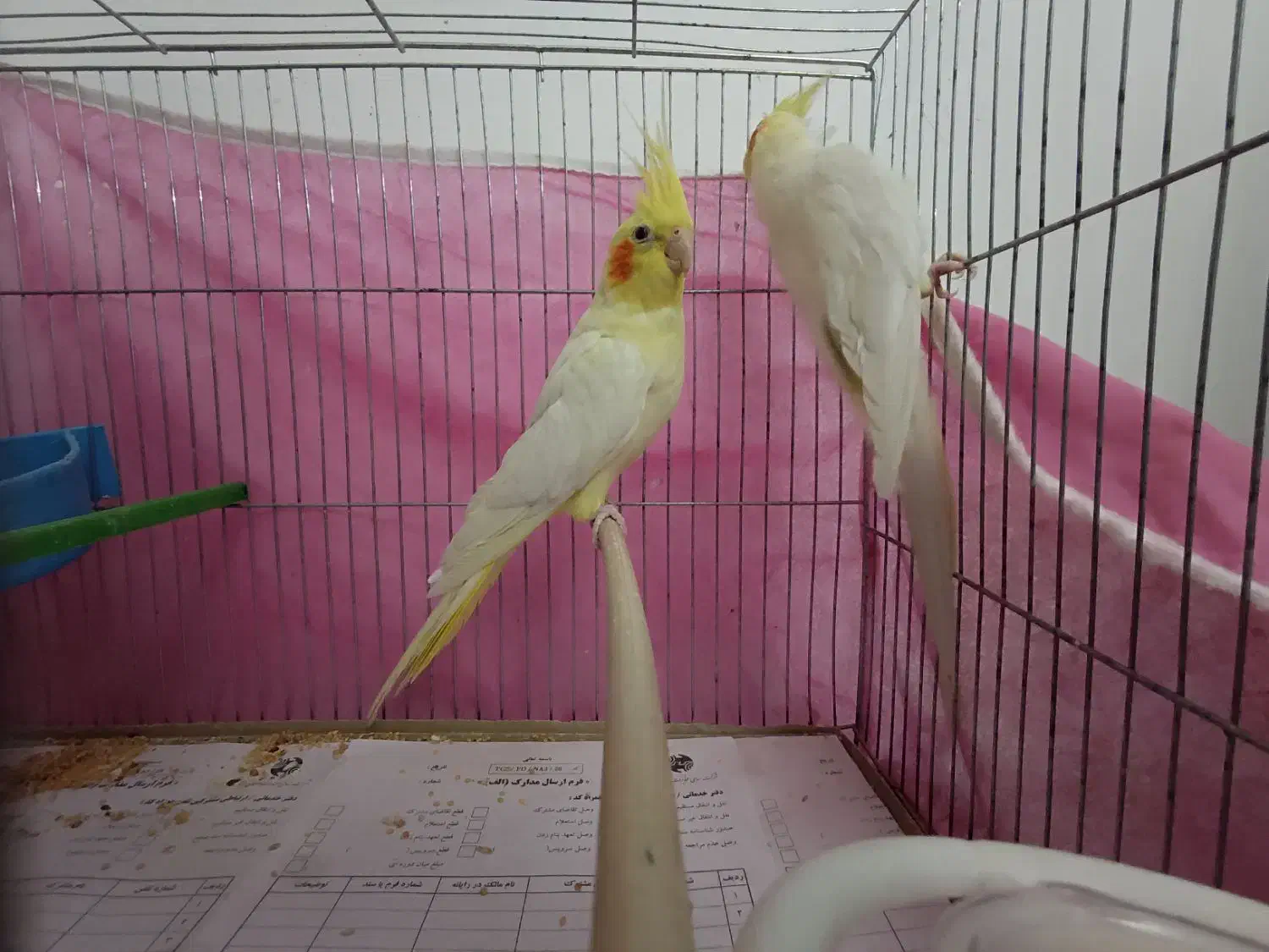 عروسی هلندی|پرنده|زنجان, |دیوار