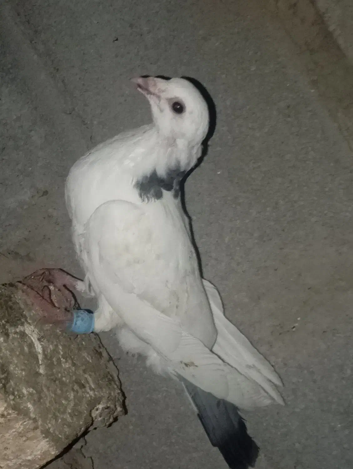 کبوتر‌|پرنده|گنبد کاووس, |دیوار