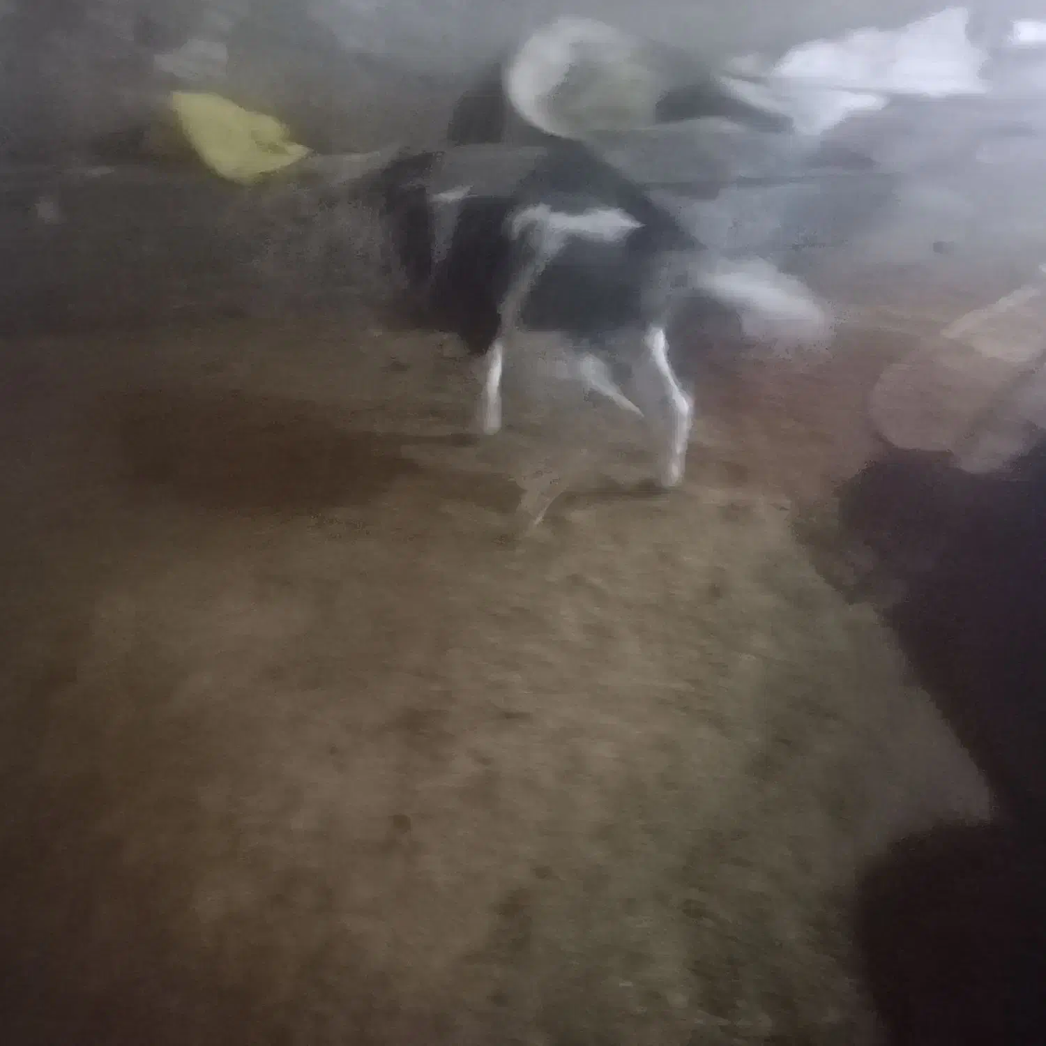 گوساله شیر خوار|حیوانات مزرعه|دهگلان, |دیوار