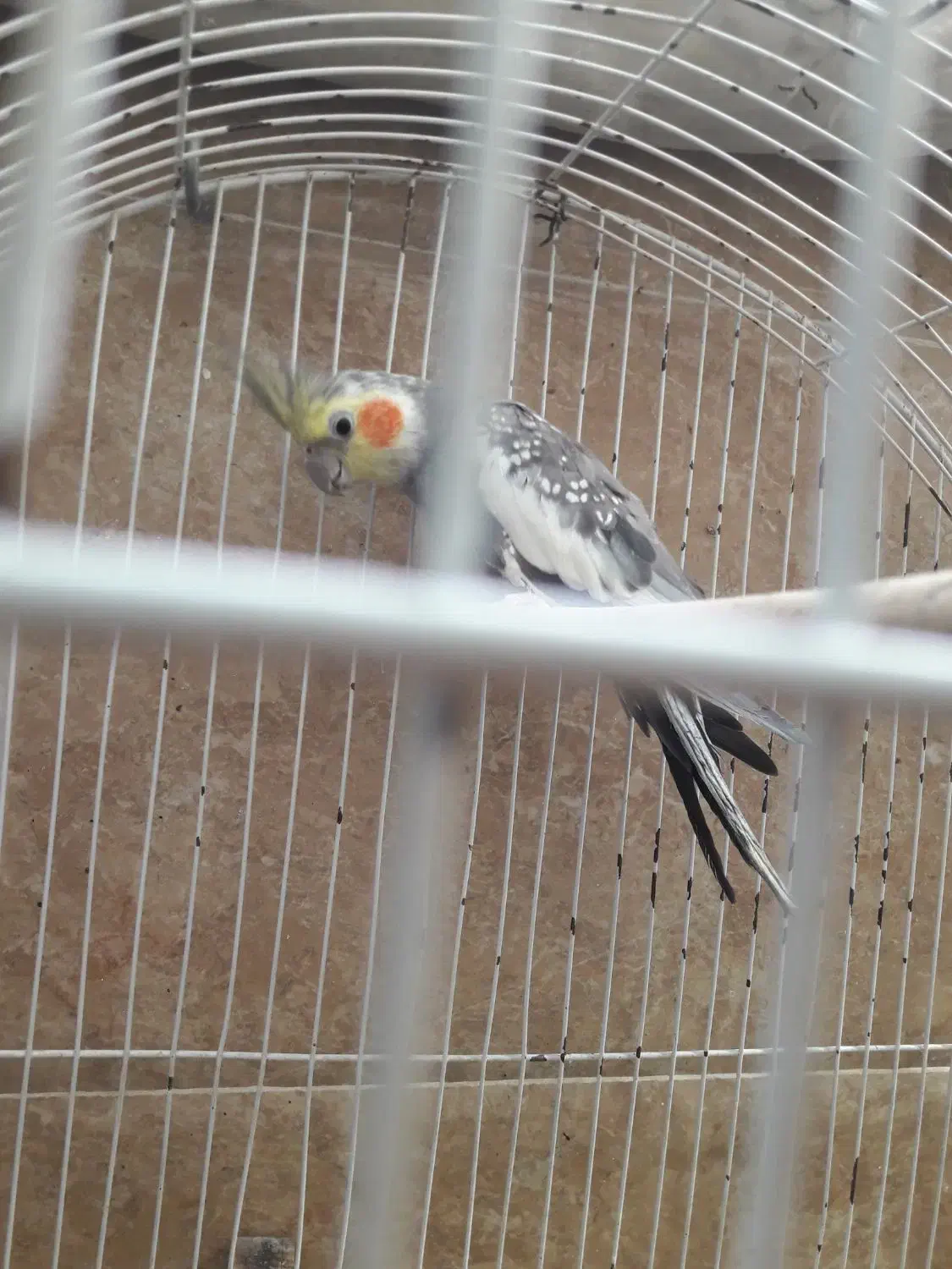 عروس هلندی نر و ماده سالم وسرحال|پرنده|شاهرود, |دیوار