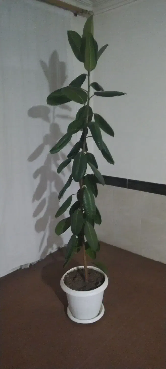 گل فیکوس|گل و گیاه طبیعی|نقده, |دیوار