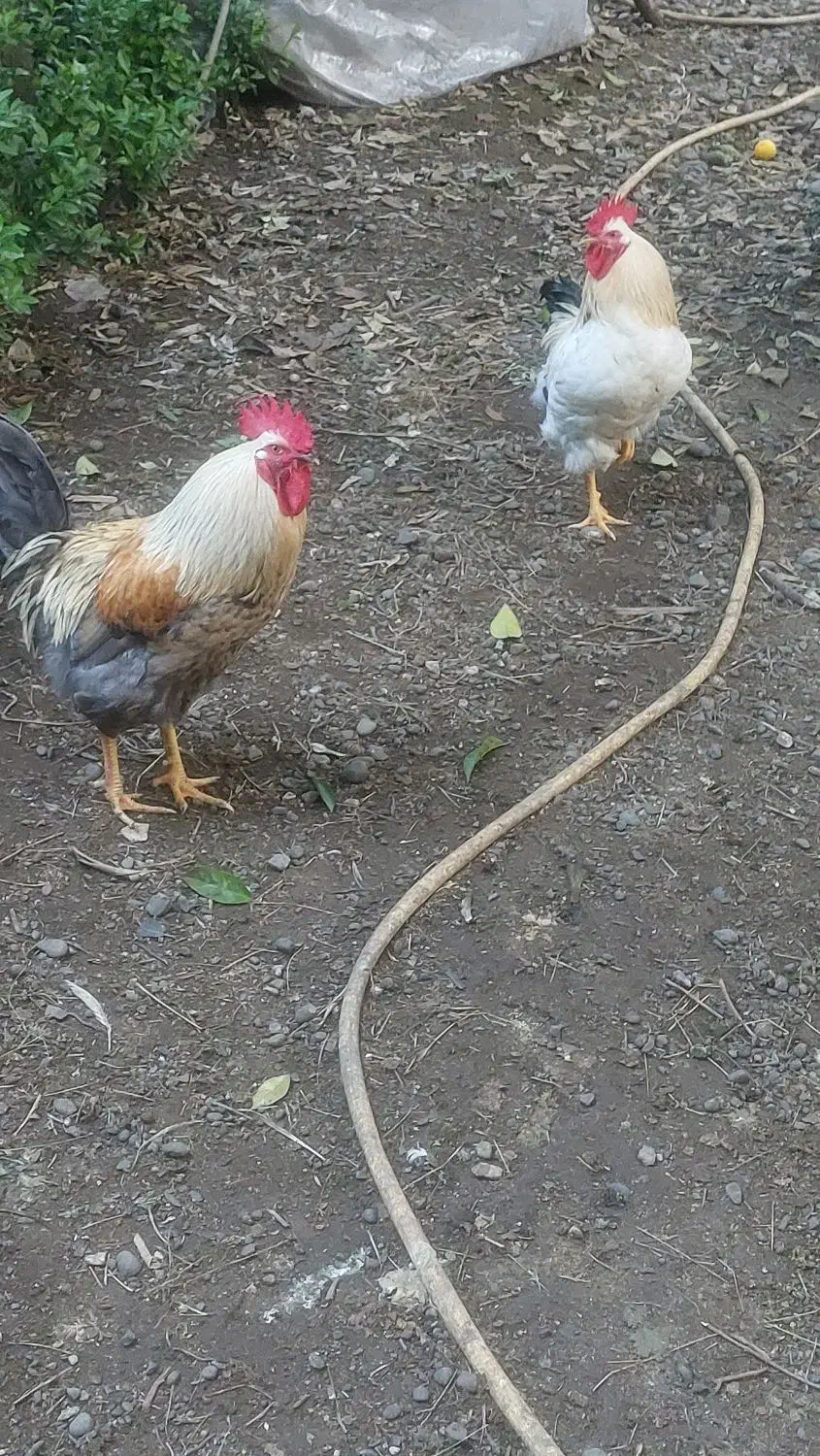 مرغ و خروس|حیوانات مزرعه|چابکسر, |دیوار