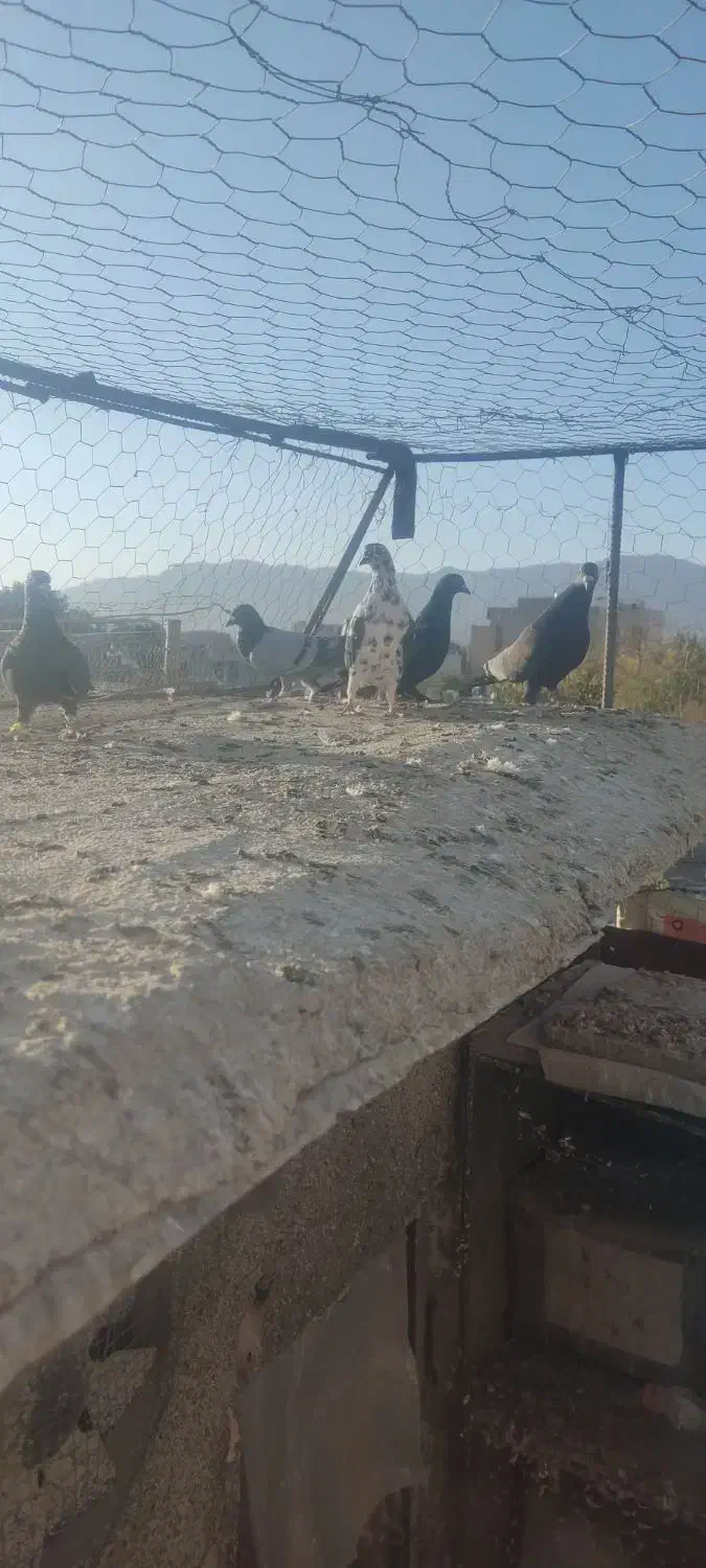 کفتر مناسب|پرنده|بیرجند, |دیوار