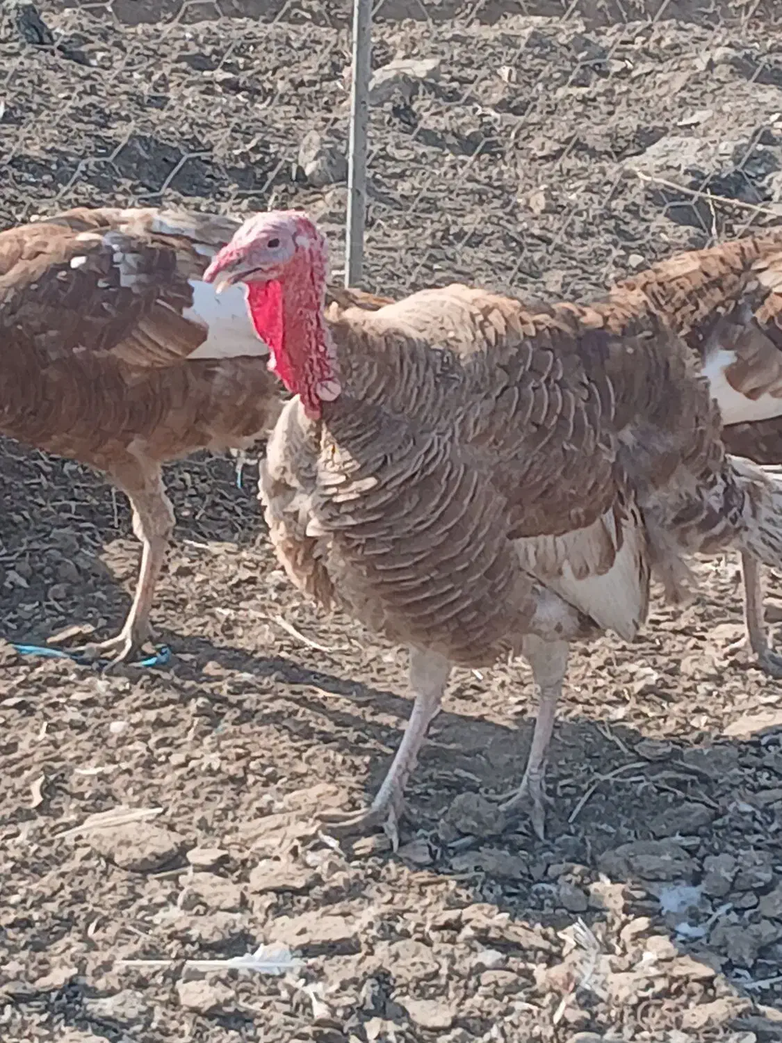 بوقلمون|حیوانات مزرعه|بشاریات, |دیوار