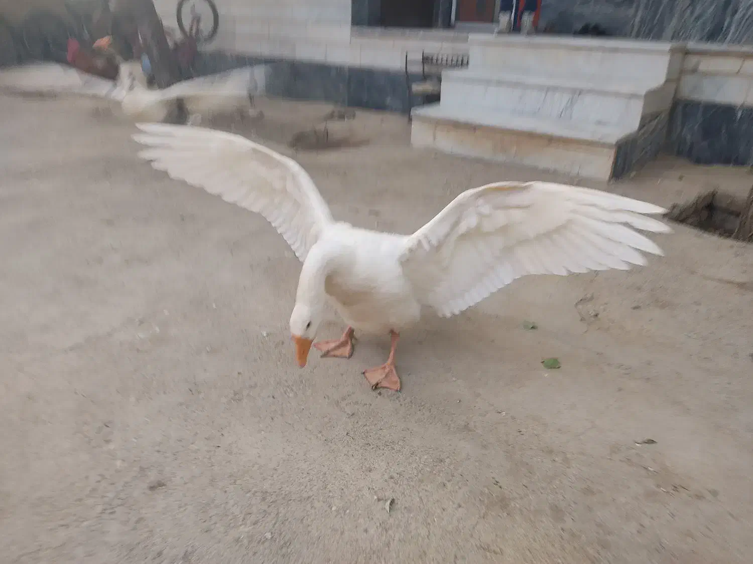 قو غاز|حیوانات مزرعه|ملایر, |دیوار