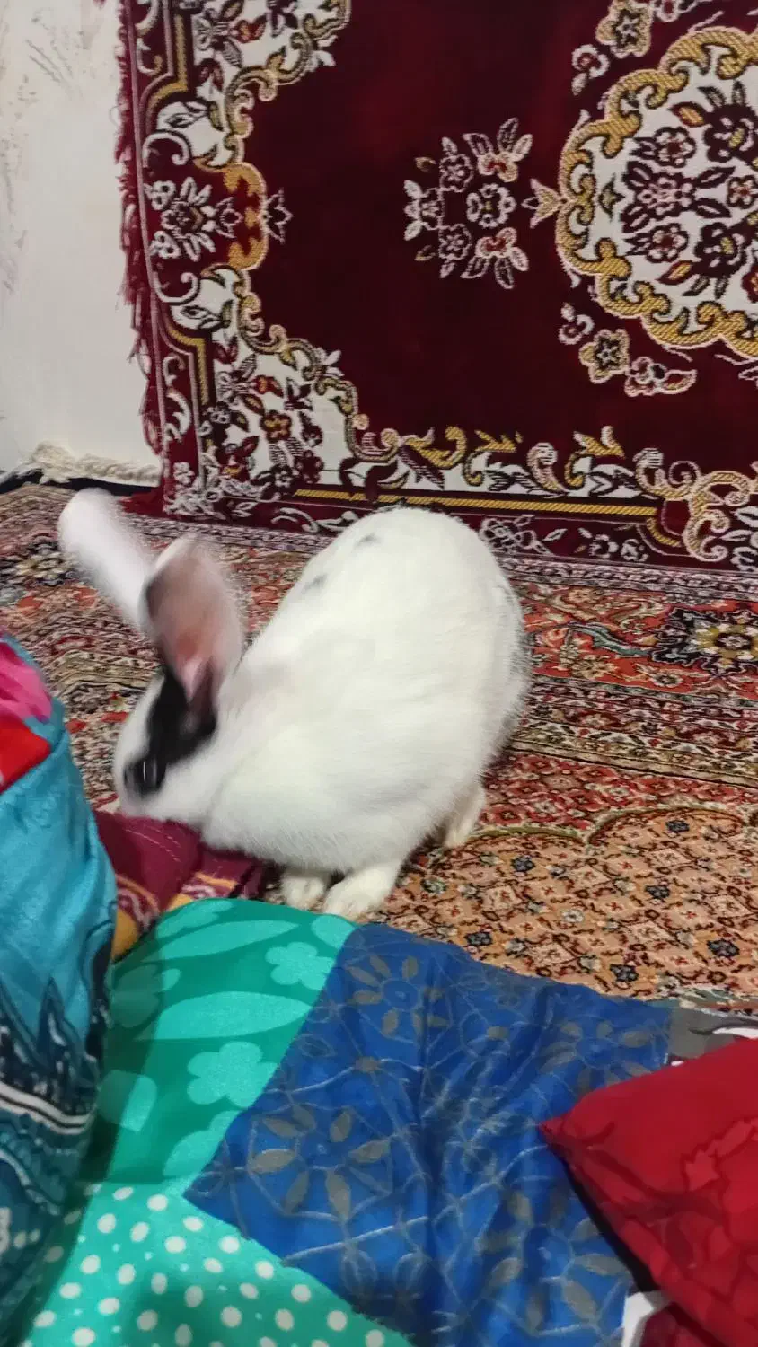 خرگوش ماده خانگی|موش و خرگوش|اردبیل, |دیوار