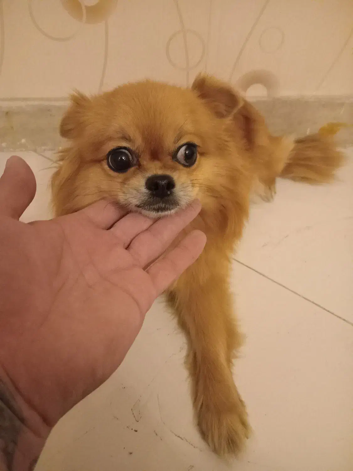 پامرین|سگ|ری, حمزهآباد|دیوار