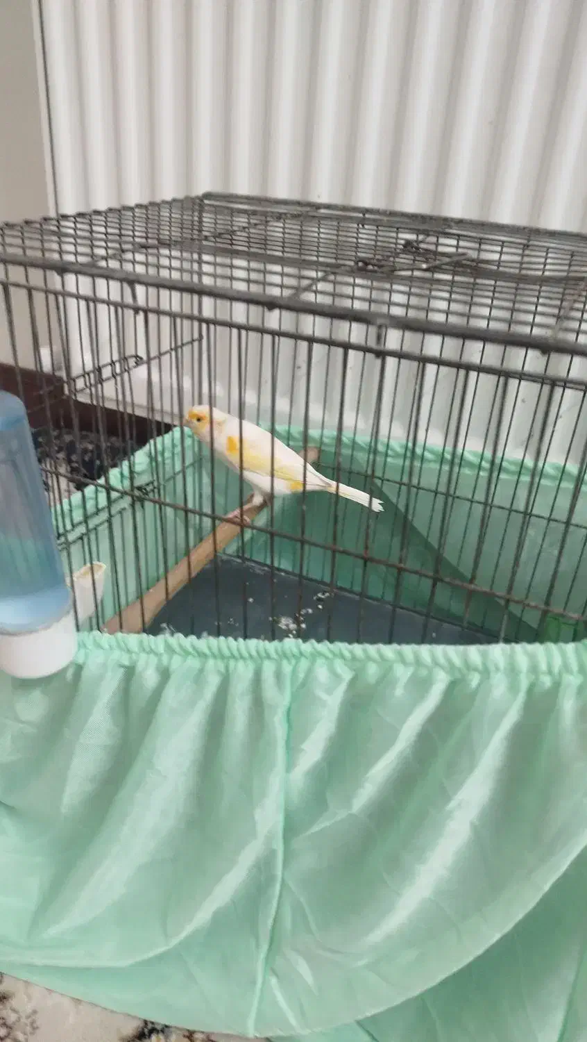 قناری نر|پرنده|تهران, هاشمآباد|دیوار