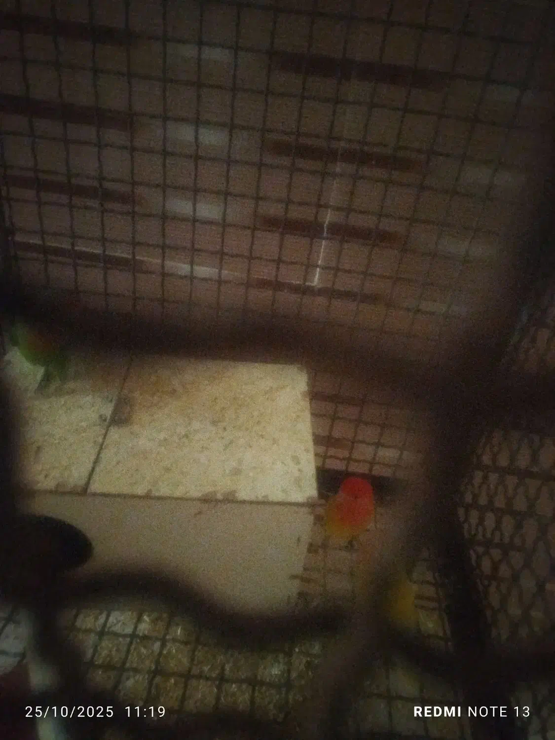 کوتوله|پرنده|جوین, |دیوار