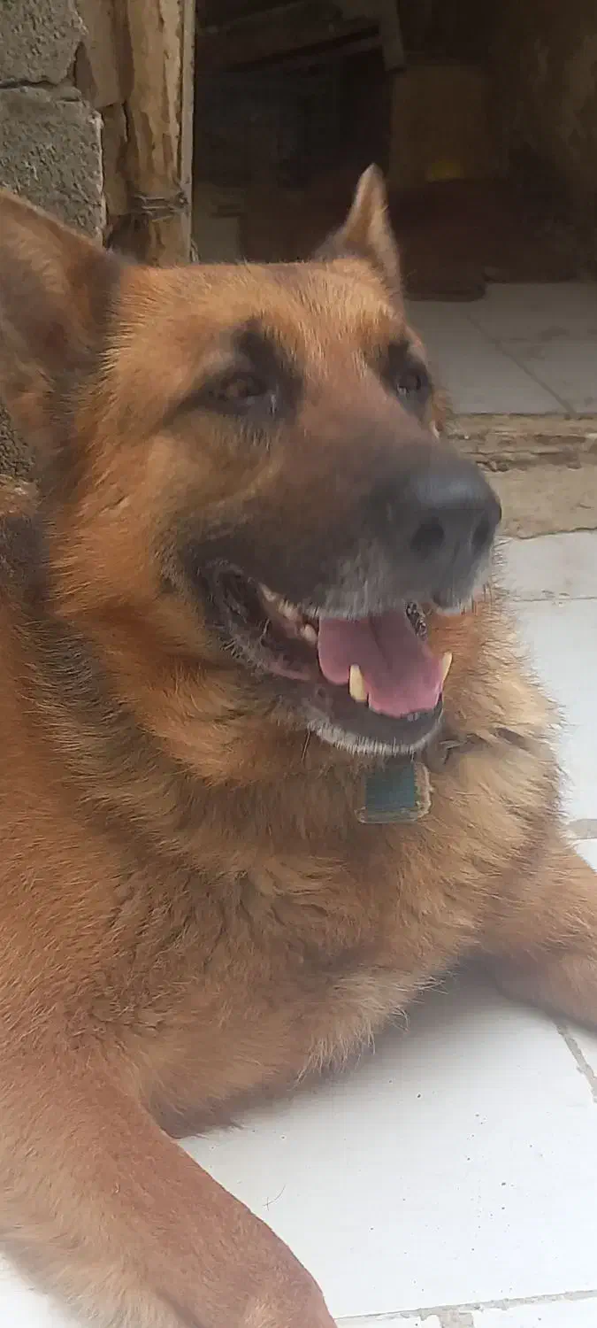 سگ گم شده|حیوانات|میاندوآب, |دیوار