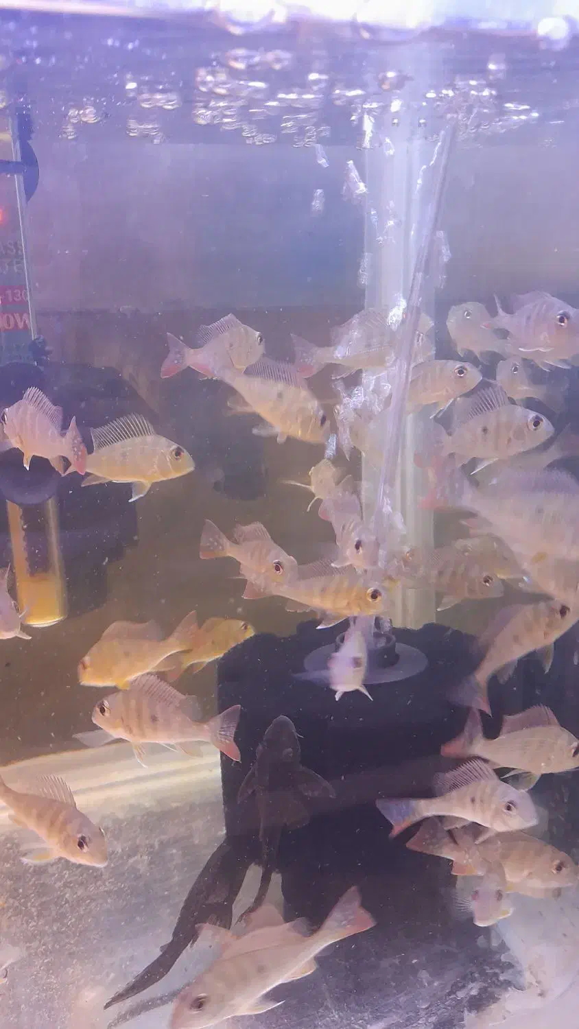 پروکسی موس|ماهی|اردبیل, |دیوار