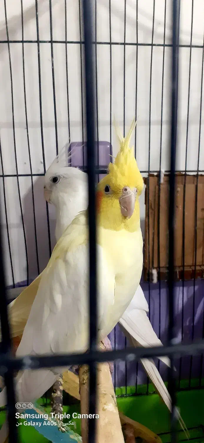 عروس هلندی جفت مولد|پرنده|ارومیه, |دیوار