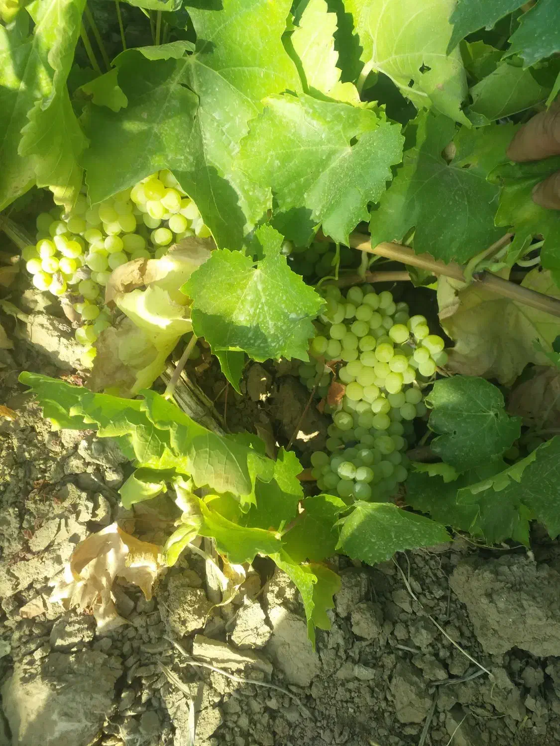 باغ انگور(۲۰۰۰متر)سند تک برگ|فروش دفتر صنعتی، کشاورزی، تجاری|تاکستان, |دیوار