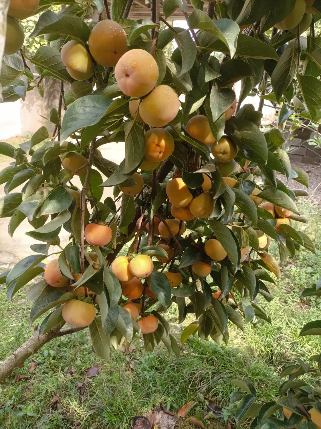 خرمالو|حراج|رشت, حومه رشت|دیوار