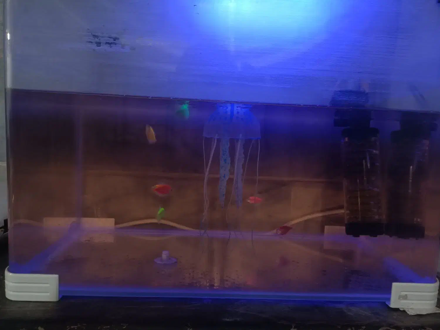 اکواریوم با ماهی|ماهی|فسا, |دیوار