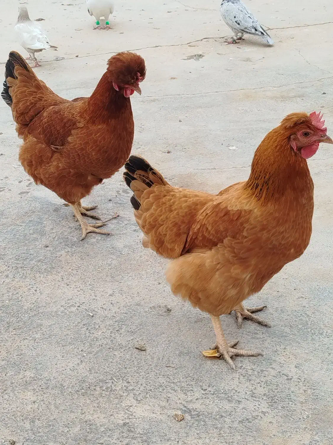 دوتا مرغ تخم کن خوش رنگ|حیوانات مزرعه|دشتابی, |دیوار