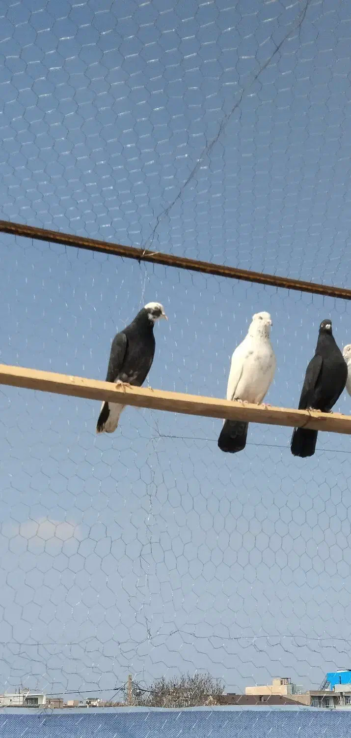 پرش سنگین|پرنده|نقده, |دیوار