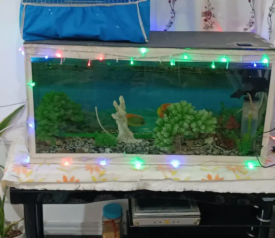 آکواریوم باهمه وسایل|ماهی|بم, |دیوار