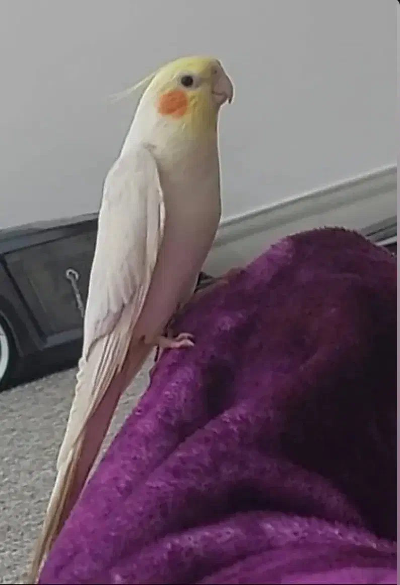 عروس هلندی گمشده|پرنده|بندر دیر, |دیوار