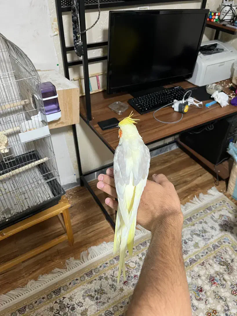 عروس هلندی جفت مولد|پرنده|اندیشه, اندیشه فاز ۳|دیوار