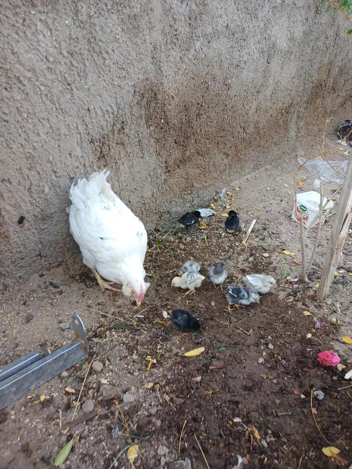 جوجه گلین/تخم مرغ گلین/گلین طوسی/جوجه/مرغ خروس|حیوانات مزرعه|ساوه, |دیوار