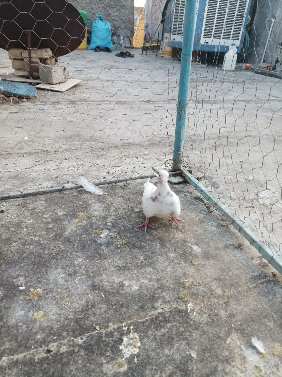 سرور رنگی خوشرنگ|پرنده|لنجان, |دیوار