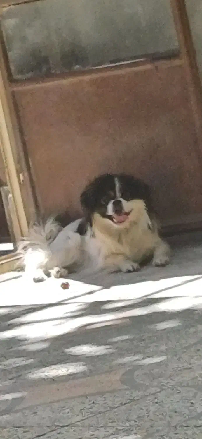 واگذاری سگ پاکوتاه|سگ|خزل, |دیوار