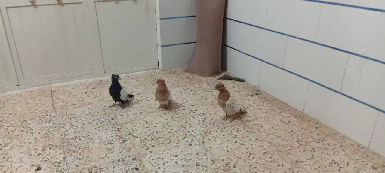 پرنده|پرنده|بهمن, |دیوار