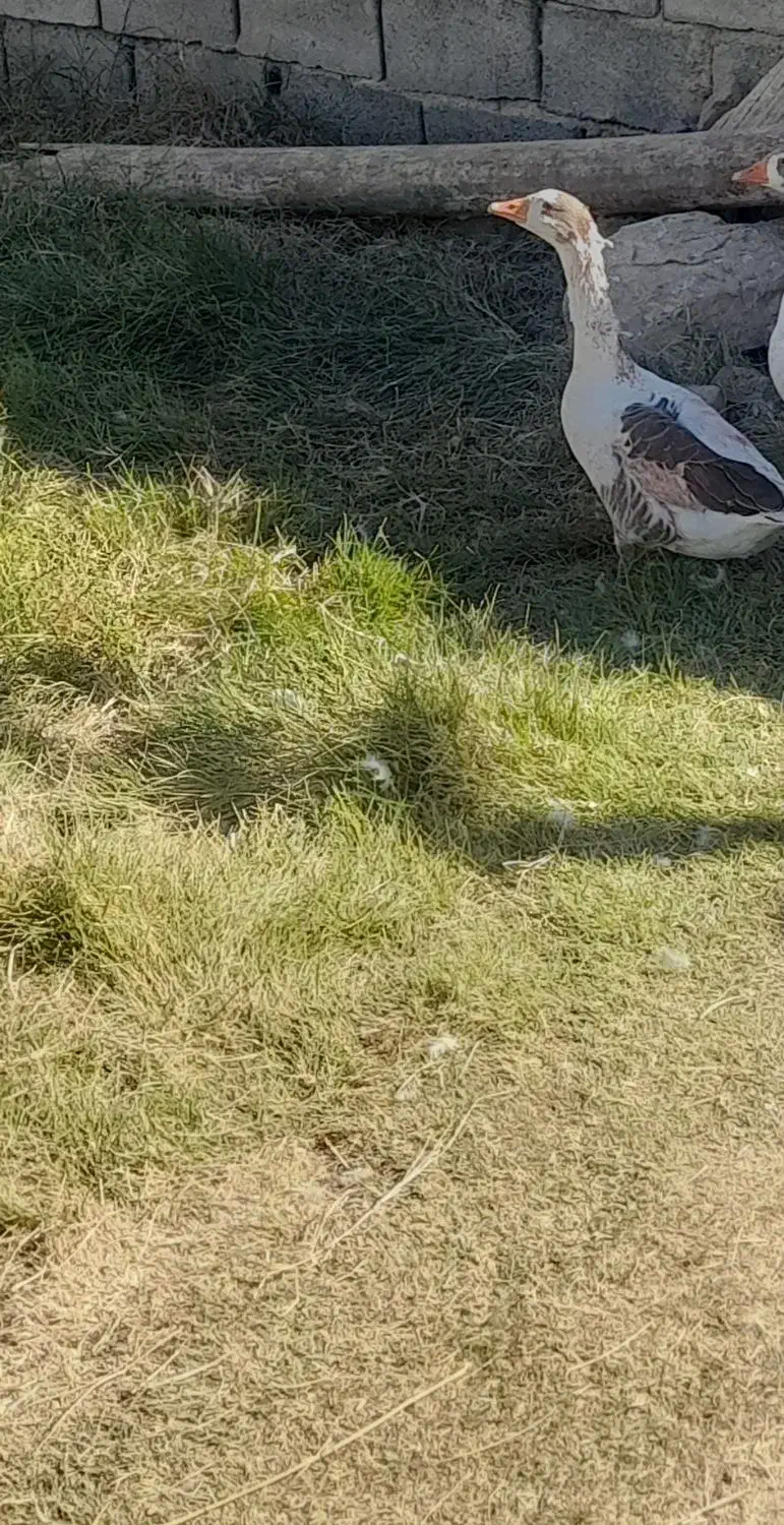 غاز واردک|حیوانات مزرعه|بروجرد, |دیوار