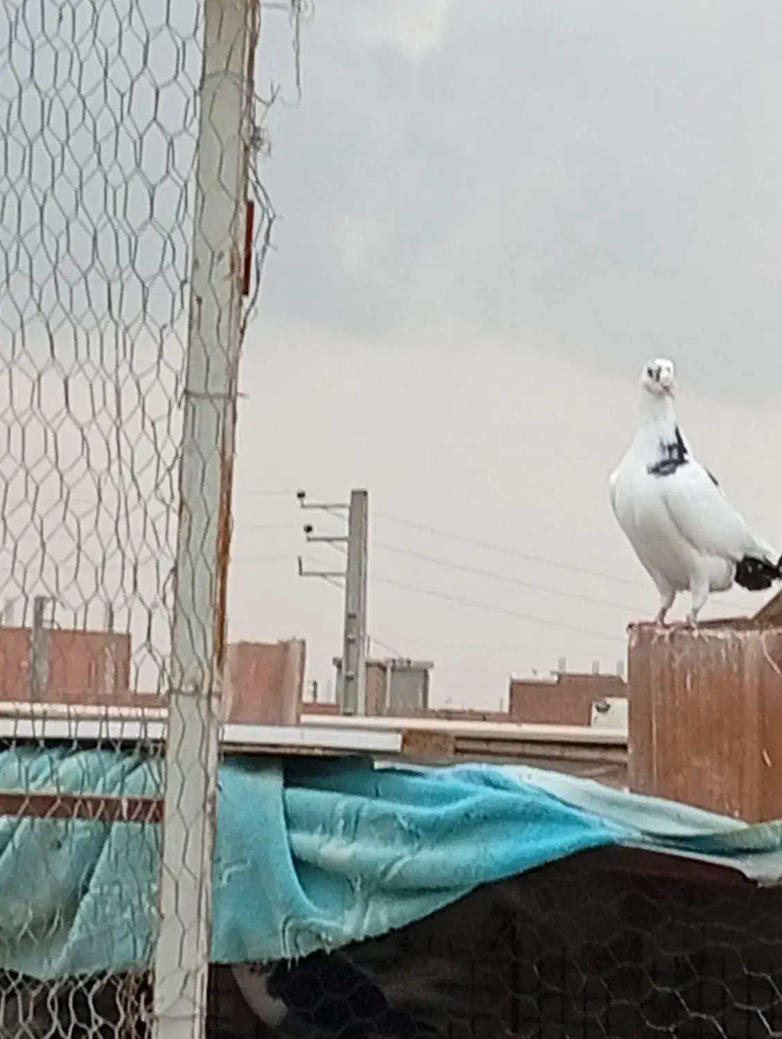 کفتر پلنگی|پرنده|گنبد کاووس, |دیوار