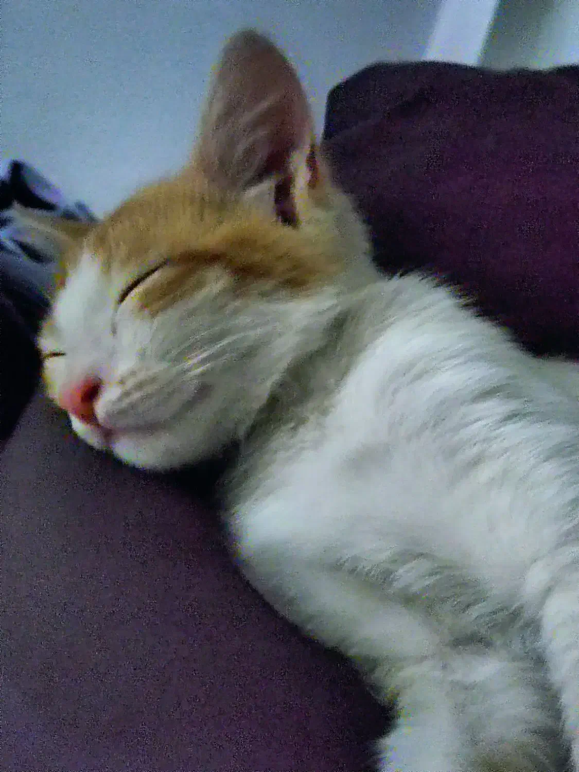 واگذاری|گربه|اسلامشهر, شهرک قائمیه|دیوار