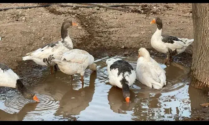 غاز محلی|حیوانات مزرعه|کوزران, |دیوار