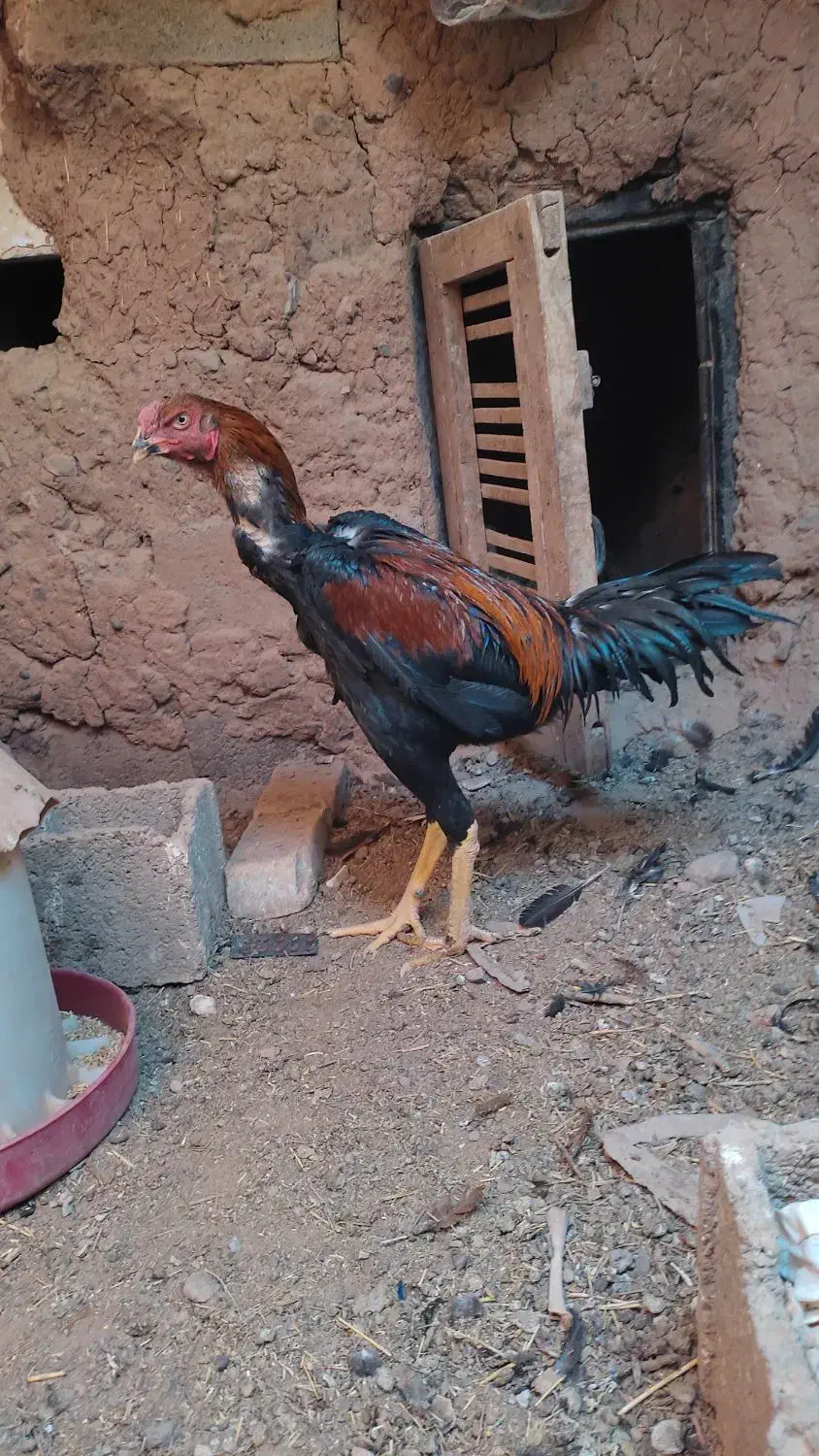 تخم مرغ لاری|حیوانات مزرعه|خواف, |دیوار