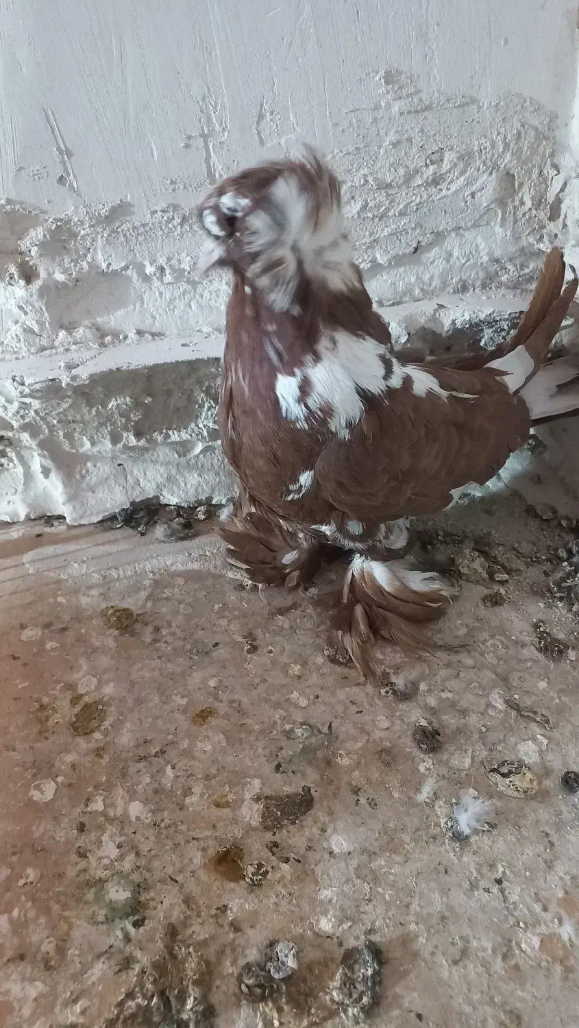 کبوتر|پرنده|اردبیل, |دیوار