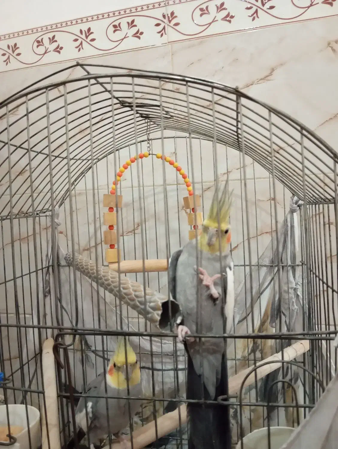 دو عدد عروس هلندی نر|پرنده|الوند, |دیوار