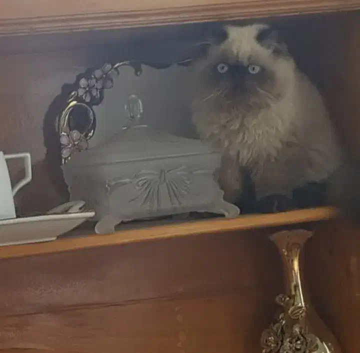 گربه|گربه|قزوین, |دیوار