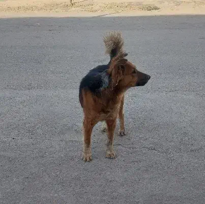 سگ گرگی نگهبانی بی نظری فی 1نیم|سگ|کبودرآهنگ, |دیوار