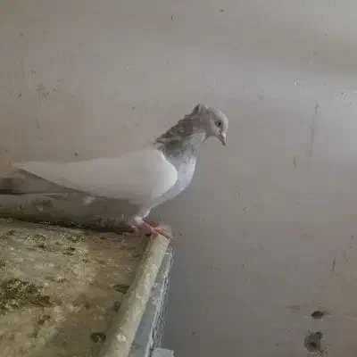 نروماده سینه سوسنی عتیقه ونرماده سینه سیاه باجوجه|پرنده|بروجرد, |دیوار