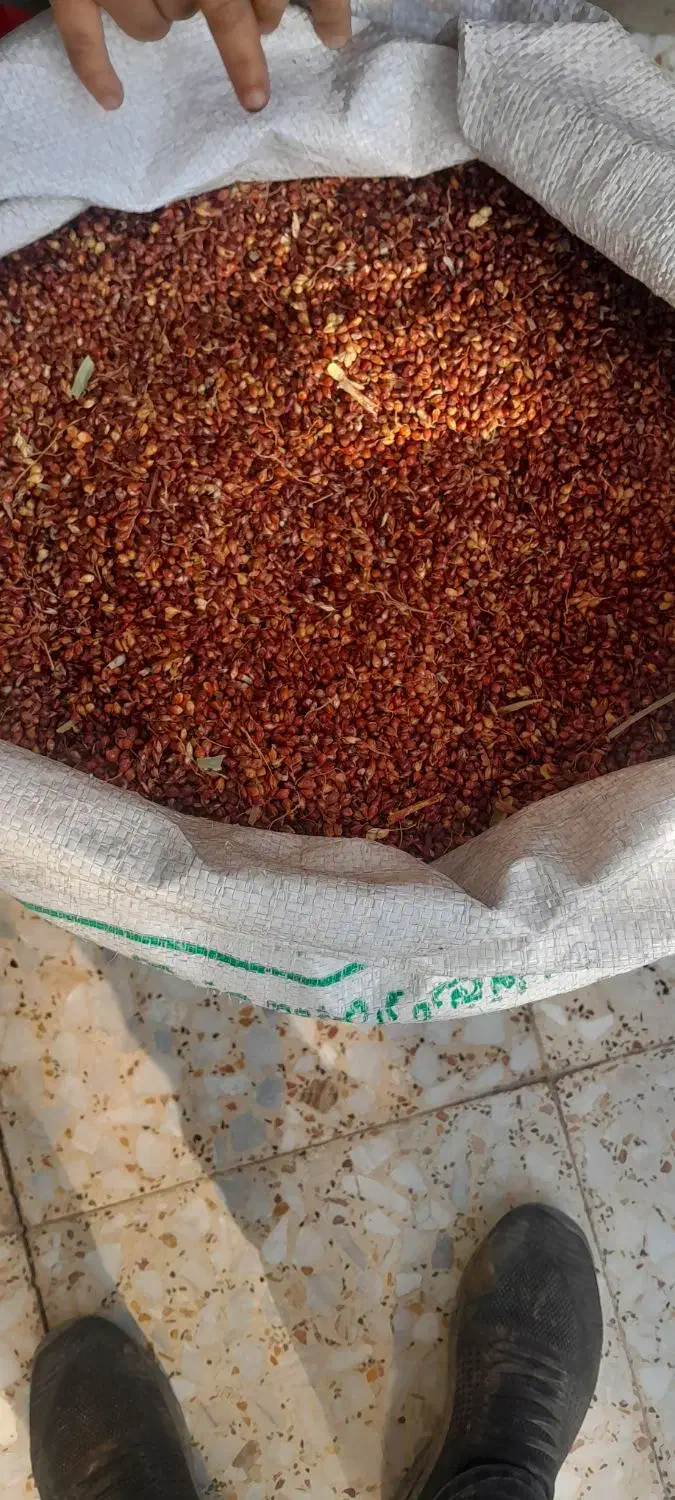 تخم جارو|لوازم جانبی حیوانات|تاکستان, |دیوار