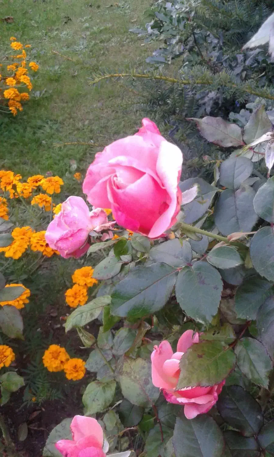 استخدام ادمین|استخدام رایانه و فناوری اطلاعات|شهرکرد, |دیوار