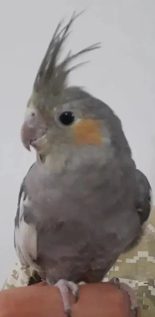 مرغ عشق و عروس هلندی|پرنده|بروجرد, |دیوار