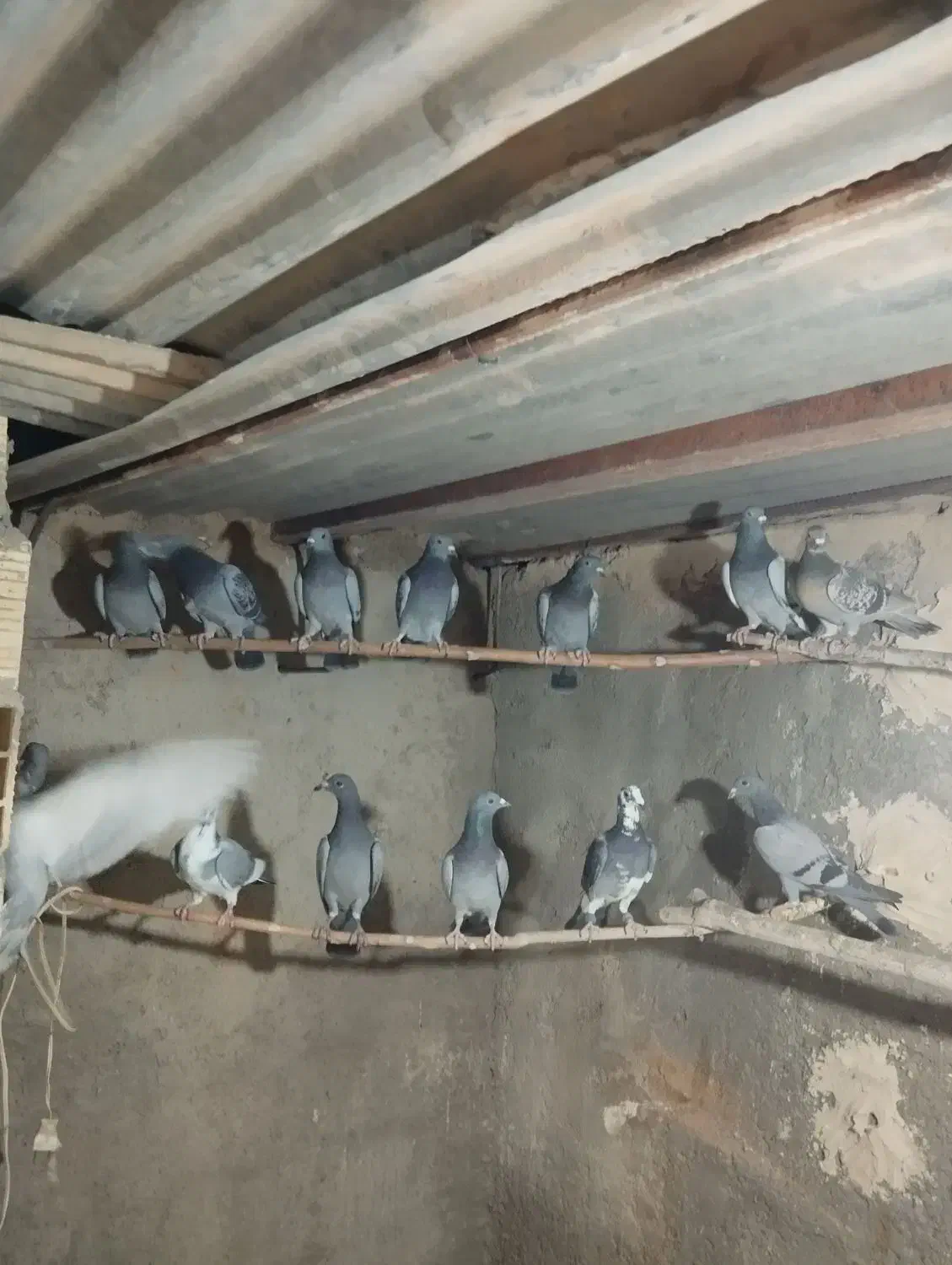 تیپ پلاکی جوان|پرنده|مهریز, |دیوار