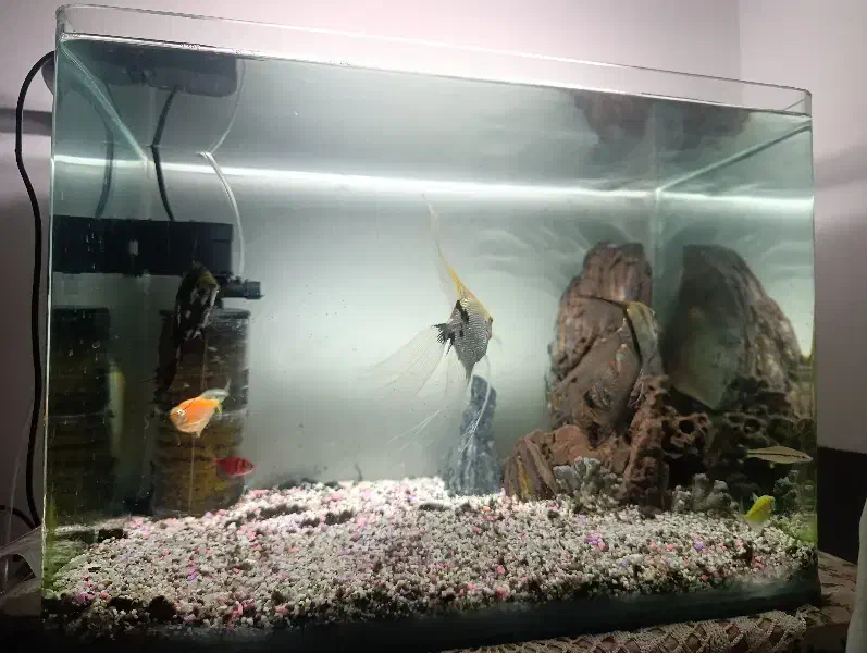 آکواریوم  شیشه خم|ماهی|مشهد, امیر المومنین|دیوار