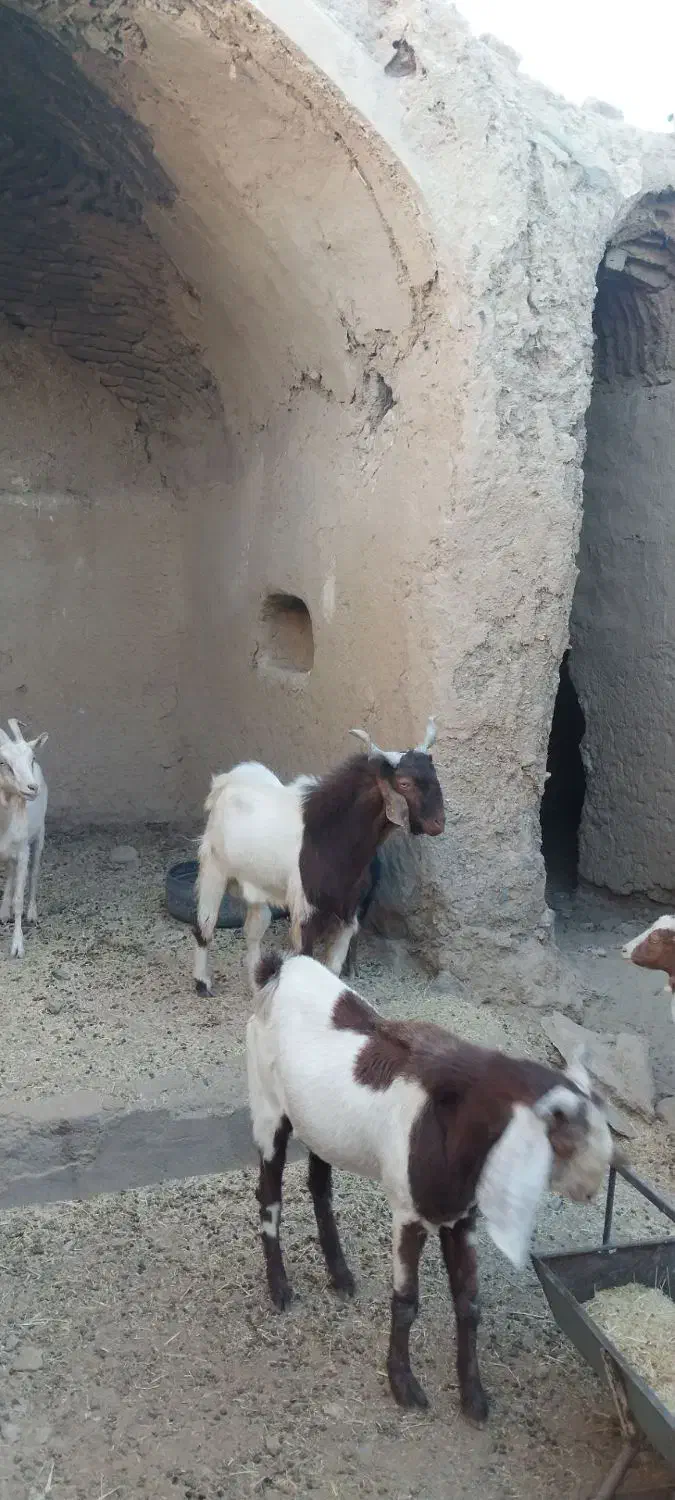 تکه از جنس کاموری|حیوانات مزرعه|بجستان, |دیوار