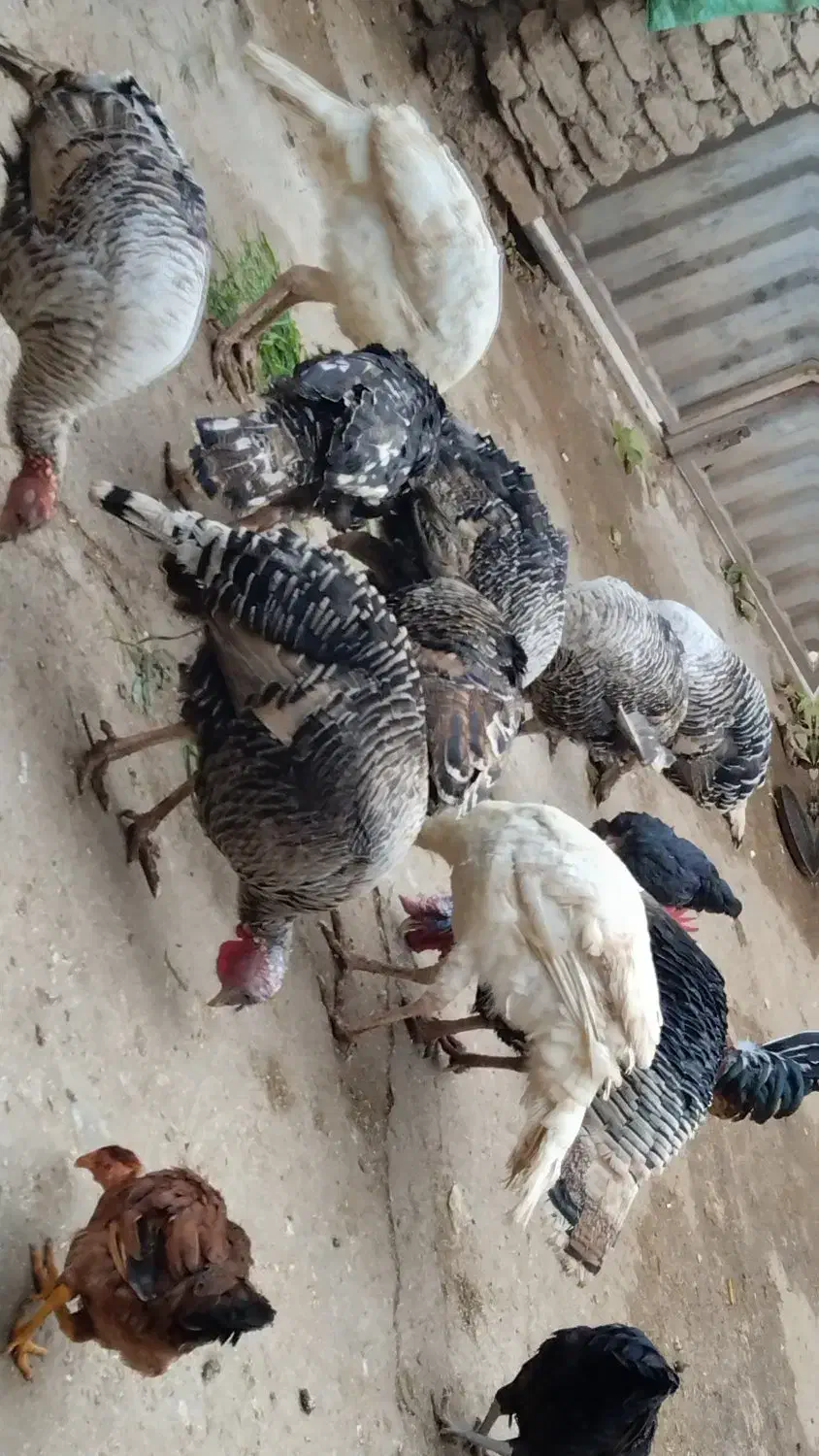 بوقلمون|حیوانات مزرعه|گنبد کاووس, |دیوار