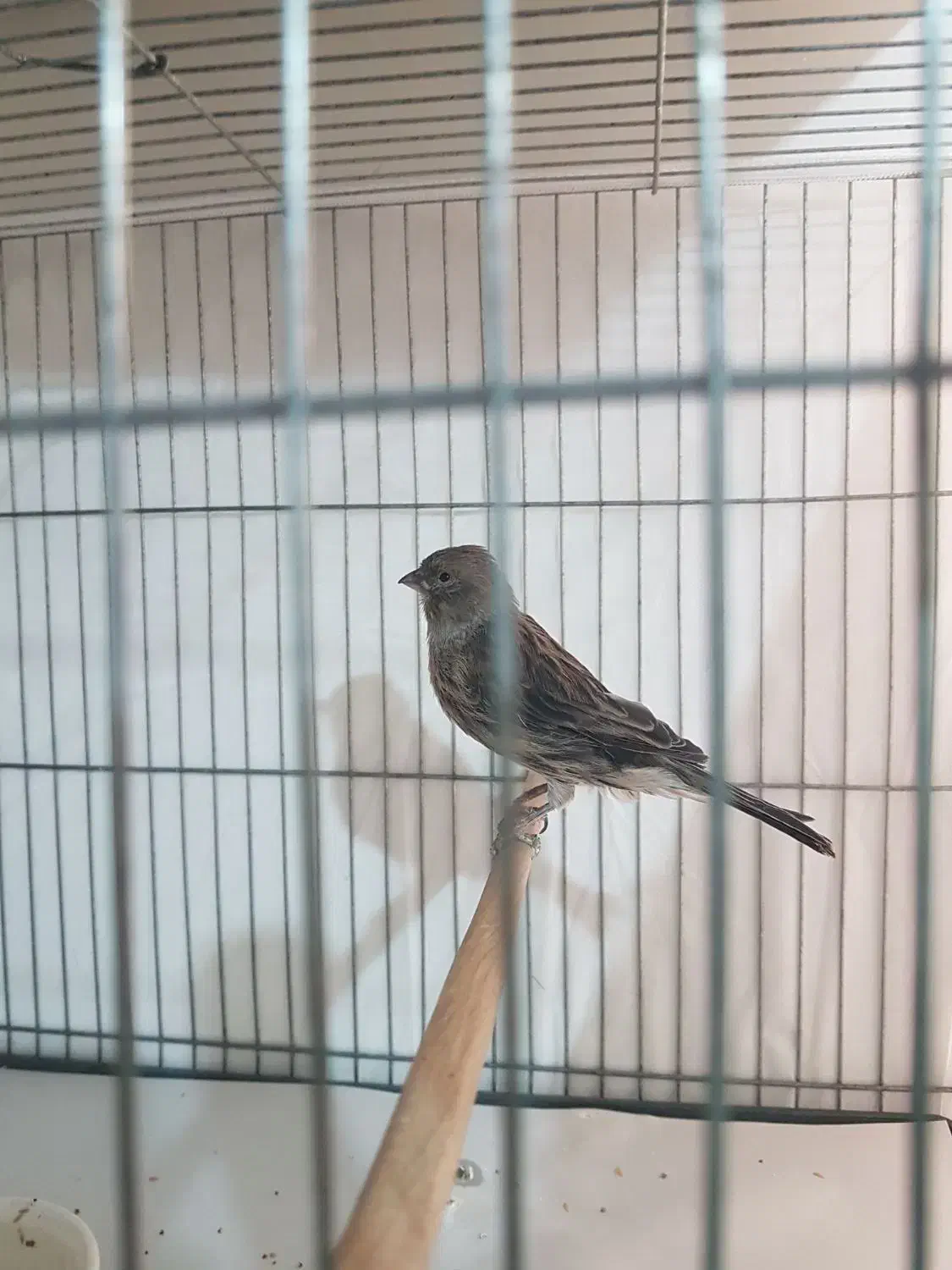 قناری ماده نگرو|پرنده|تهران, جیحون|دیوار