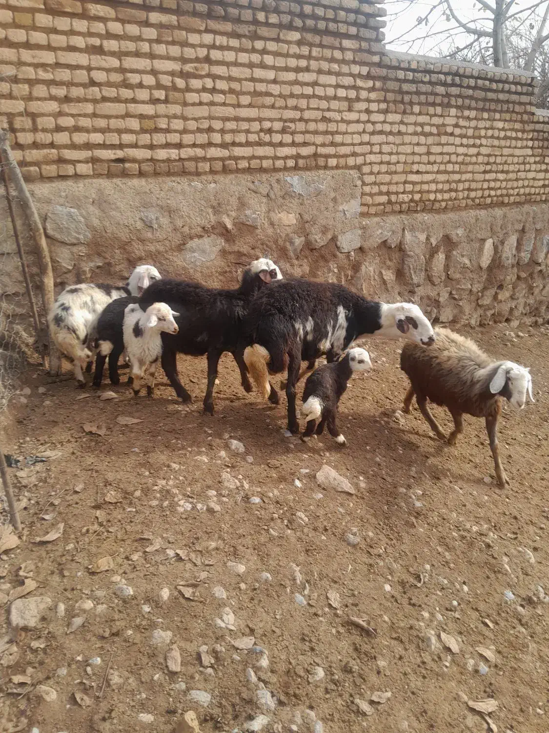 قوچ پلنگی نامی اصیل|حیوانات مزرعه|الشتر, |دیوار